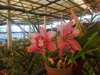 Orchideen Garten Funchal Madeira