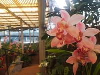 Orchideen Garten Funchal Madeira