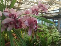 Orchideen Garten Funchal Madeira