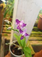 Orchideen Garten Funchal Madeira