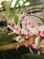 Orchideen Garten Funchal Madeira