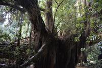 Sao Miguel - Ponta Delgada - botanischer Garten (5)