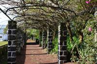 Sao Miguel - Ponta Delgada - botanischer Garten (18)