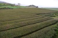 Sao Miguel - Teeplantage