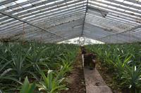 Sao Miguel - Ananasplantage (1)