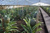Sao Miguel - Ananasplantage (2)