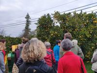 Sagres Mandarinen Plantage 