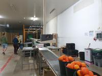 Sagres Mandarinen Fabrik