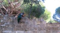 Silvesterreise Lissabon - Castelo de Sao Jorge