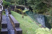 Forellenzucht in Ribeiro Frio