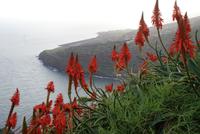 Weihnachtskerzen (2)