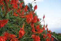 Weihnachtskerzen (3)