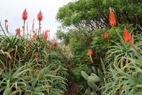 Weihnachtskerzen (4)