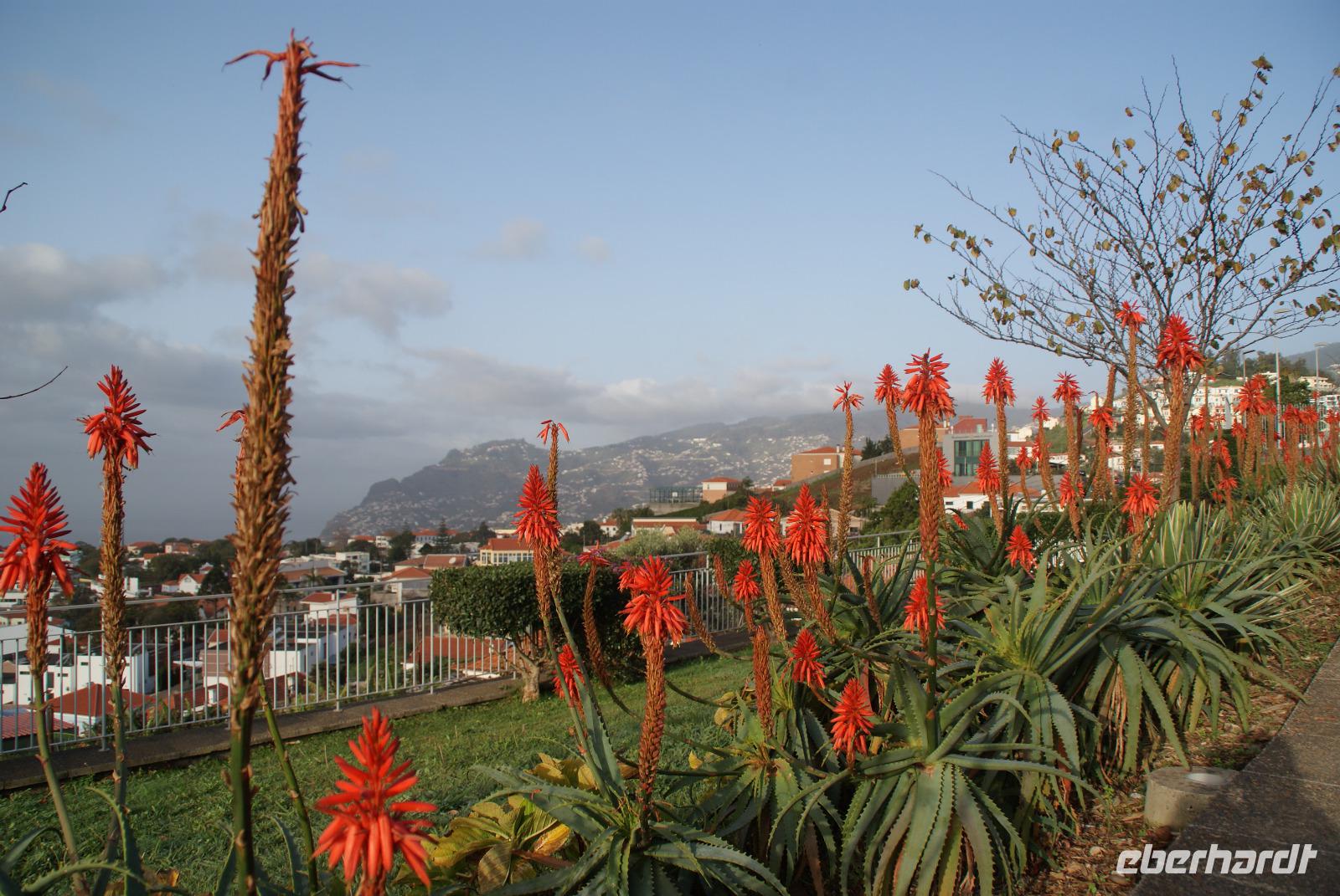 Aussicht auf Funchal (2)