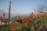 Aussicht auf Funchal (2)
