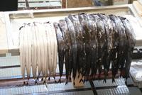 Espada, der schwarze Degenfisch