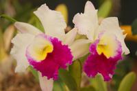 Orchideengarten Quinta Boa Vista (6)