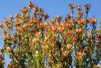 Palheiro Garden (11)