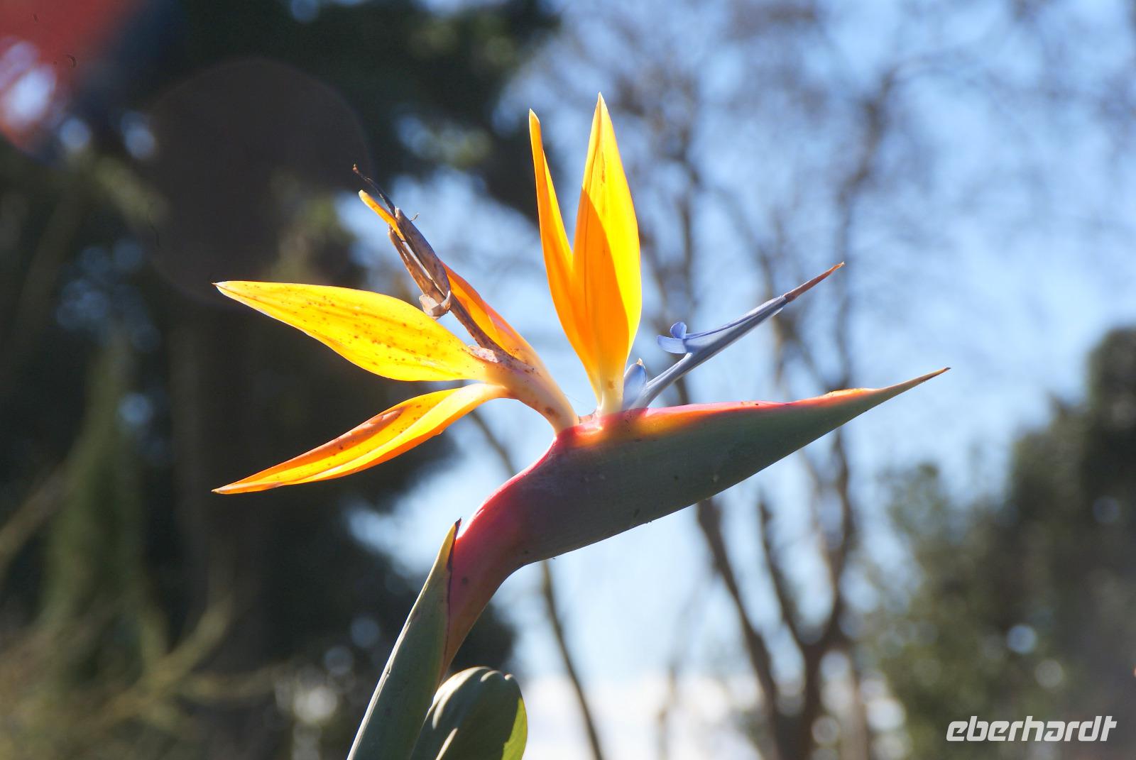 Palheiro Garden (20)