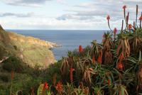 Weihnachtskerzen (5)