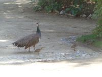 Évora, Pfau mit Jungen