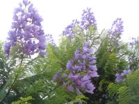 Lagos, Jacaranda