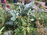 Kräutergarten der besonderen Art