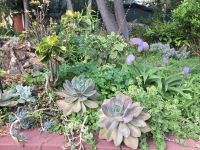 ein Füllhorn an unterschiedlichen Pflanzen