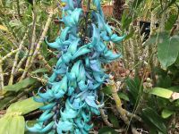 im Orchideengarten…