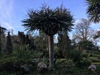 Palmen in alles Varianten 