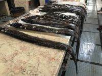 Objekt der Begierde - Degenfisch