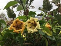 Manchmal sind die Blüten einfach größer….