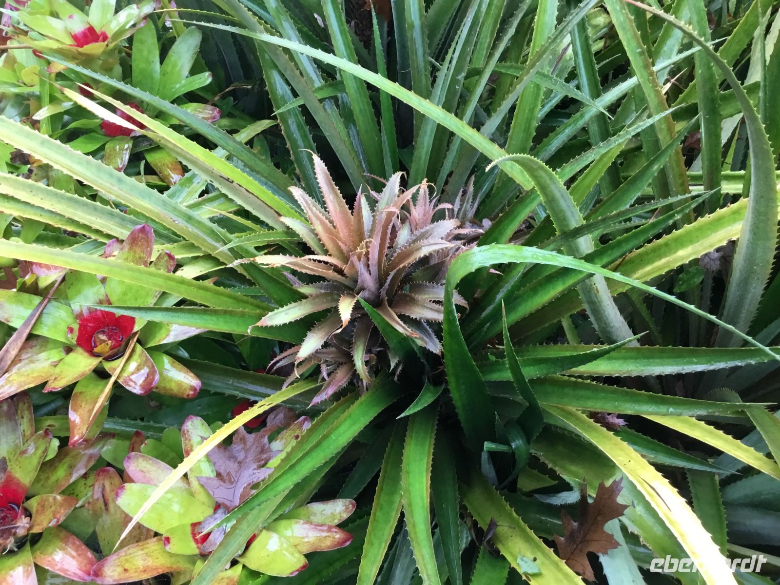 ….im Tropischen Garten