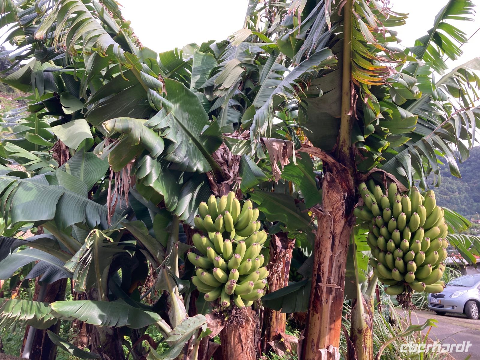 Bananen nur für Madeira oder Portugal