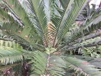 Palme im Tropischen Garten Monte