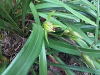 Monte - Tropischer Garten