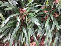 Tropischer Garten Monte