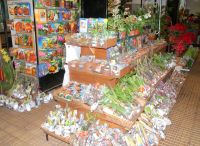 05 Einheimische Pflanzen Madeiras