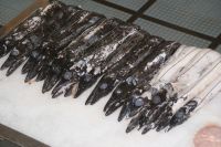 13 der berühmte Espada