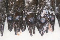 15 der schwarze Degenfisch