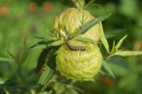 23 ich werde mal ein Schmetterling