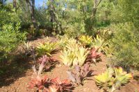 32 Botanischer Garten