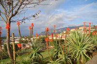 36 Aloen Weihnachtskerzen