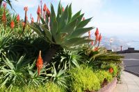 47 Aloen in luftiger Höhe