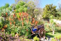 48 Aloen oder Weihnachtskerzen