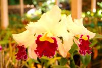 56 Orchideen in der Quinta da Boa Vista