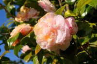 63 Kamelien im Palheiro Garden