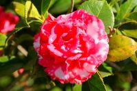 64 Kamelien im Palheiro Garden