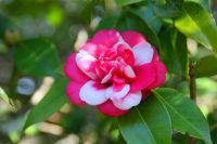 65 Kamelien im Palheiro Garden