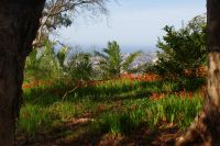 66 Blick auf Funchal